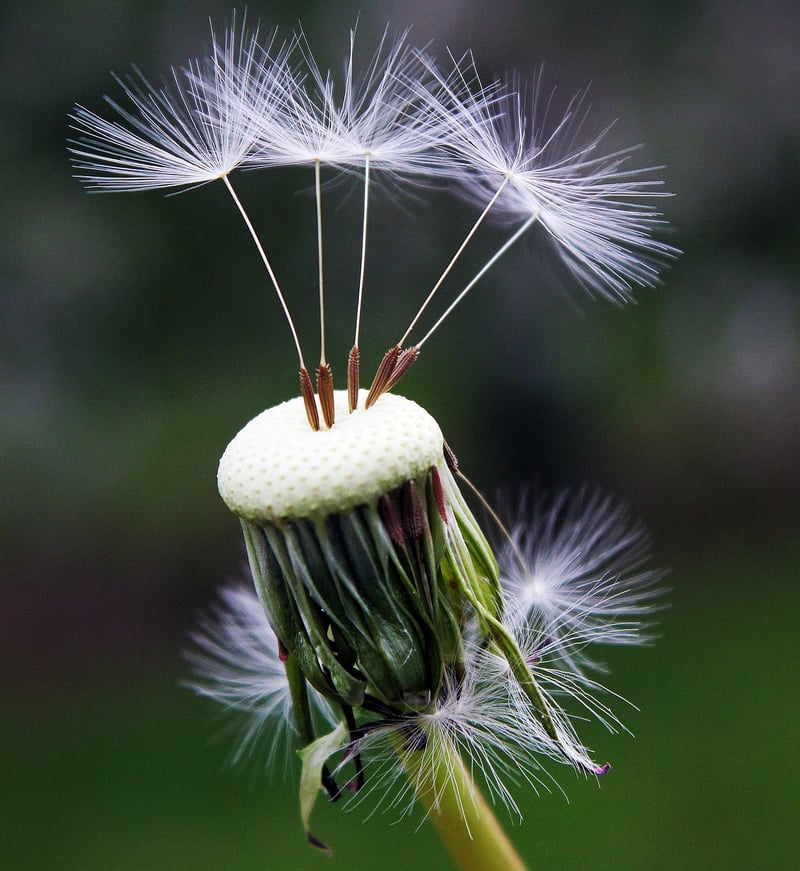 Dandelion